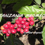 新銘柄が入荷しました！香り抜群のタンザニア銘柄のご紹介です。