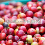 これはぜひ飲んでいただきたい！タンザニアから歴史ある農園の素晴らしい銘柄が入荷しました。